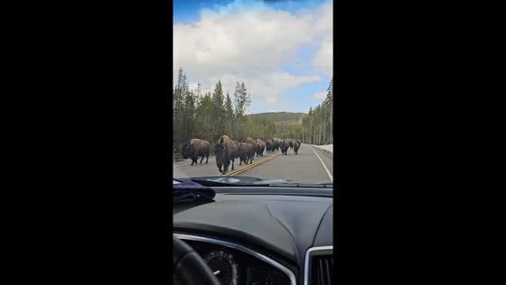 Bison herd roams Yellowstone Park National Road: a close encounter