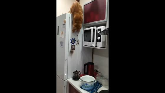 Feline fiasco: cat's frantic fall from fridge caught on camera