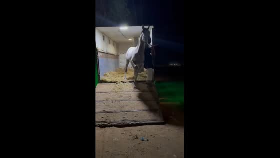 Horse slips during unloading in Al-Kharj, Saudi Arabia
