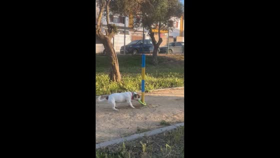 Dog destroys favorite toy during play in Seville, Spain