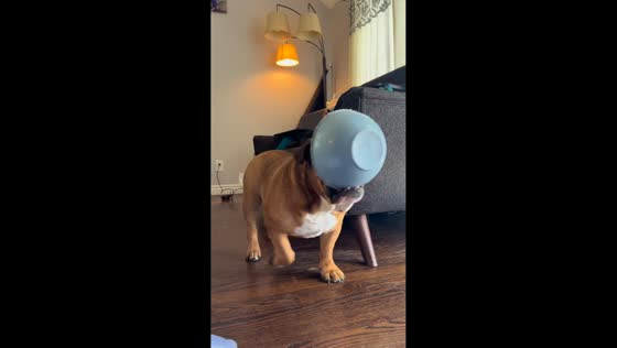 English Bulldog carries food bowl to owner in Denver, Colorado