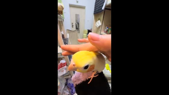 Parrot plays peek-a-boo with owner, mimicking sounds in Sichuan, China
