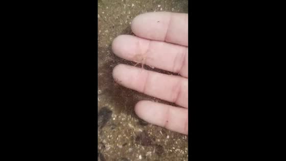 Octopus gives birth on rocky shore in Las Grutas, Argentina