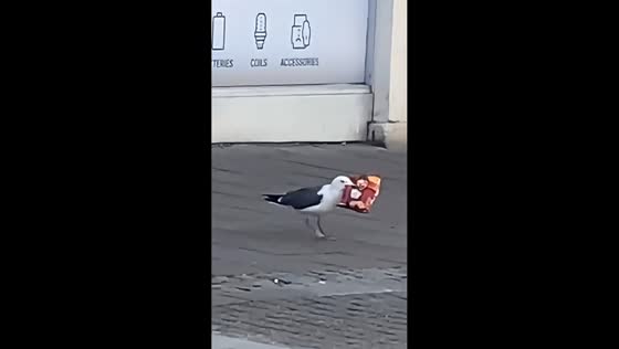 Seagull strolls out of shop carrying stolen crisps in Dumfries, UK