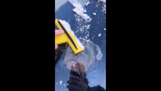 Dog hilariously follows snow scraper inside car in Manchester, England