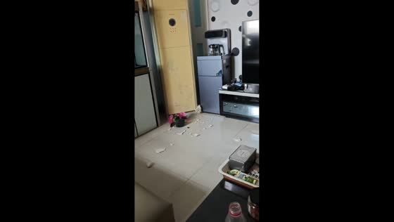 Cat falls while attempting to jump onto an air conditioner in Shandong, China