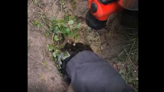 Duckling rescue operation in Moscow: four little ones safely reunited with parents