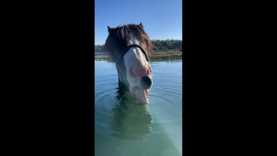 Horse standing in water at Lake in Baden-Württemberg, Germany