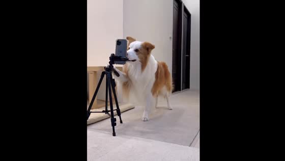 Watch this Border Collie wow with impressive tricks caught on camera in Taiwan!
