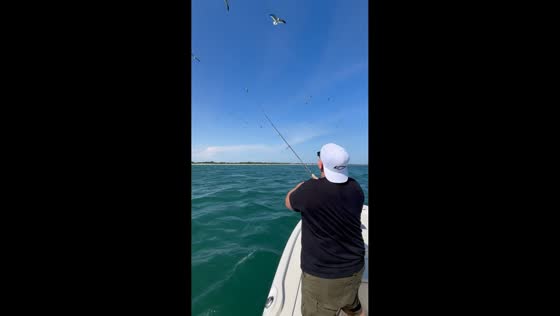 Seabird briefly tangles with fishing line off in Atlantic Beach, North Carolina, USA