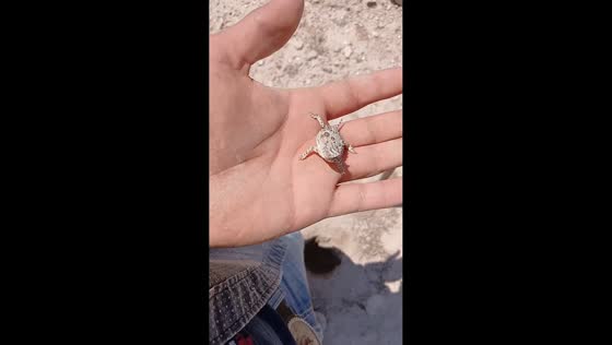 Tiny horned lizard rests calmly on hand in Hércules, Coahuila, Mexico