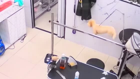 Dog narrowly avoids injury after jumping off grooming table in Guangdong, China
