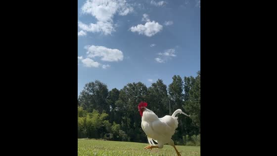 Chicken chases owner in Magnolia, Mississippi, USA