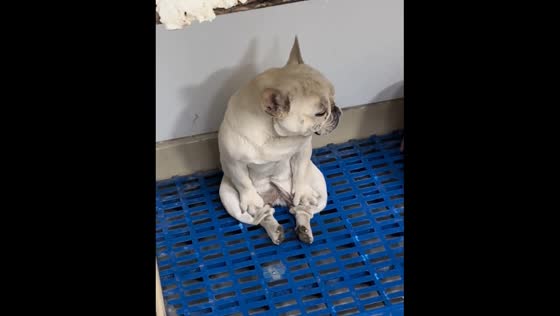 Dog sits in anger after losing fight in Shandong