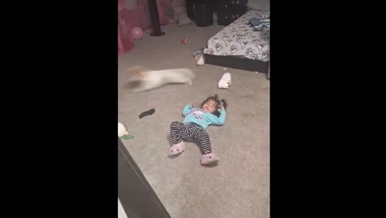 Child knocked down by dog while playing in Denver, Colorado
