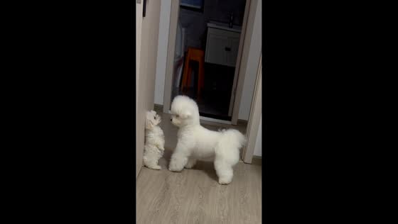 Puppy keeps running away as dog tries to play inside house in Shanghai, China