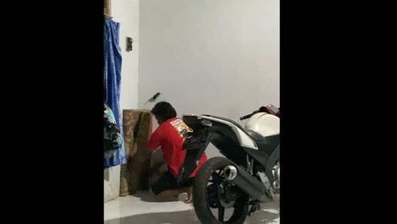 Mouse jumps over a person attempting to catch it in Central Java