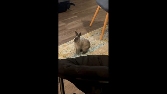 Pet rabbit throws a tantrum over new rabbit in Fort Myers, Florida, USA