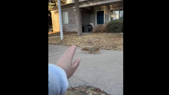 Squirrel approaches after hand gesture in Colorado, USA