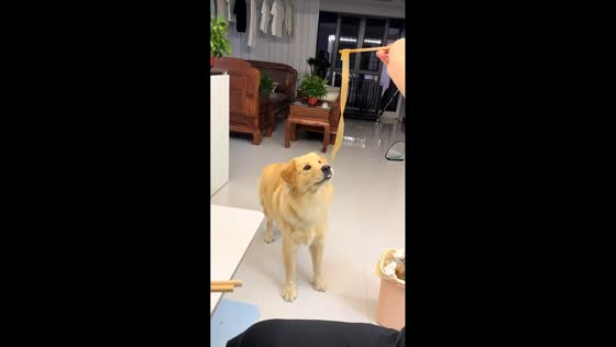 Golden Retriever struggles with long noodle in Anhui, China