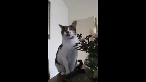 Cat sneezes while smelling flowers in Montevideo