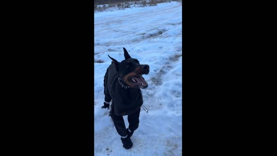 Dog's hilarious reaction to snow boots: a cold-weather solution in Kamloops