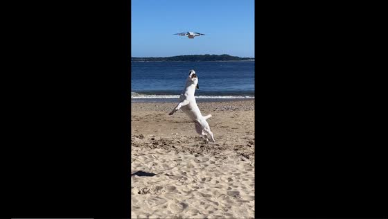 Jack Russell Terriers' playful pursuit of a beach drone