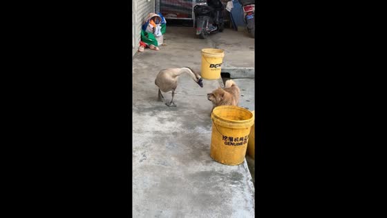 Goose and dog have playful scuffle in Guangxi, China
