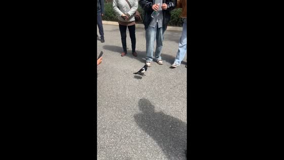 People help magpie bird remove seed after choking in Shandong, China