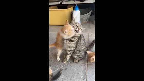 Cute kittens playfully interact with adult cat in Hebei, China