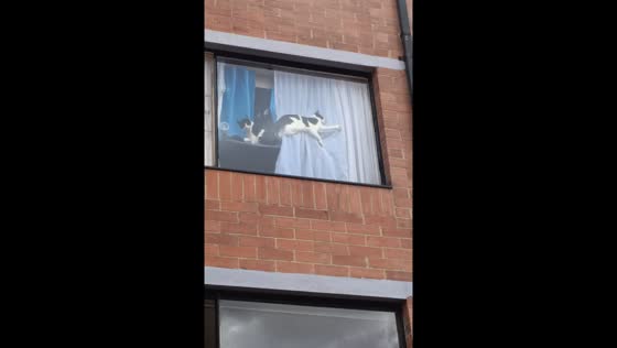 Cat resting on window in funny position in Bogota, Colombia