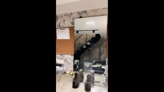 Two cats stare at mouse on top of mirror in Jiangsu, China