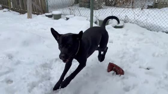 Dog joyfully plays in deep winter snow, Kitchener, Ontario, Canada