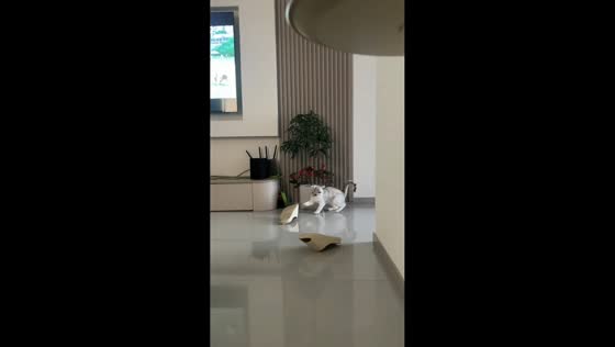 Cat's spectacular slipper catch ends in a hilarious tumble in Henan, China