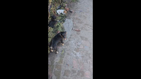 Mother dog shares sausage with puppies: heartwarming moment in Bilohorivka, Ukraine