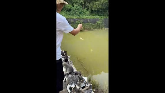 Cats gather around fisherman waiting for a catch in Guangdong, China
