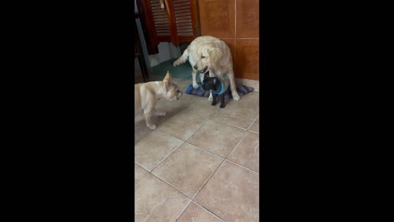 Golden retriever intervenes in dog fight in Santiago del Estero, Argentina
