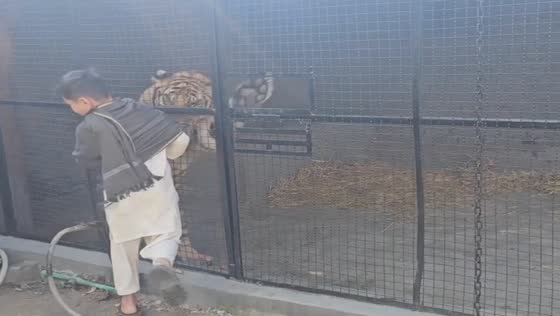 Child narrowly escapes tiger’s grasp in Lahore, Pakistan