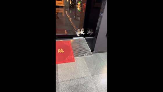 Kitten bumps into glass twice in Shaanxi, China