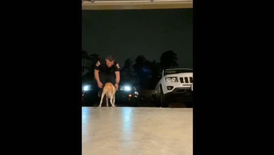 Heartwarming Moment as Sick Dog Daisy Greets Father in USA