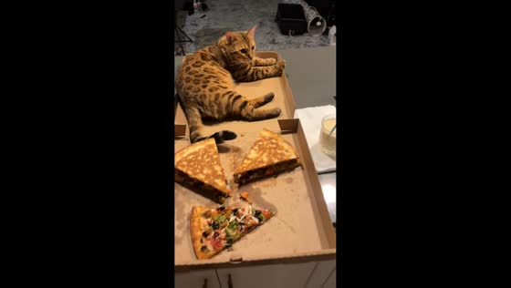Bengal cat sits on pizza box in Denver, Colorado, USA