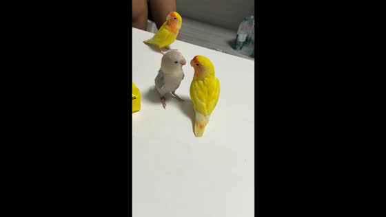Three lovebirds playfully chirp together in Guangdong, China