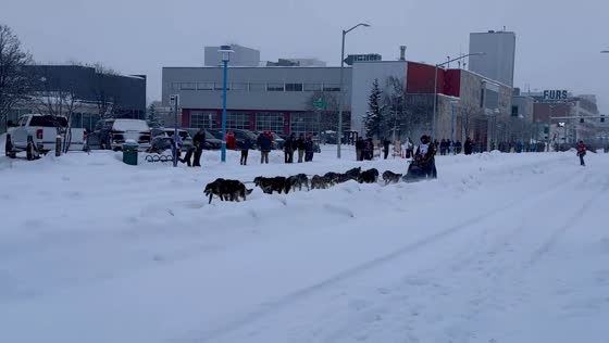 Sled dogs race during ceremony in Anchorage, Alaska, USA