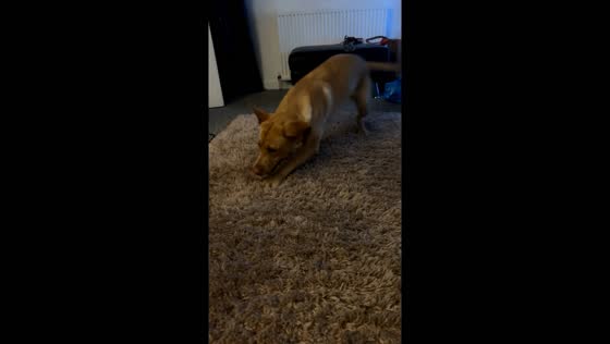 Willow the dog: hilarious zoomies and rug digging delight UK 