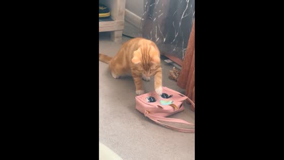 Cat startled by creepy blinking bag