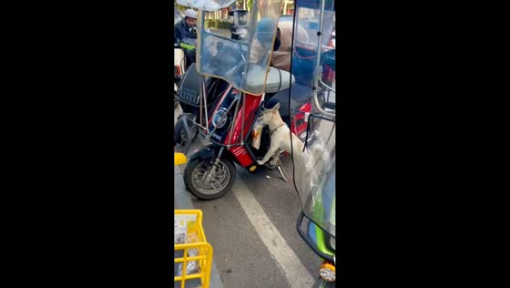 Dog climbs on motorbike for milk tea in Shaanxi, China