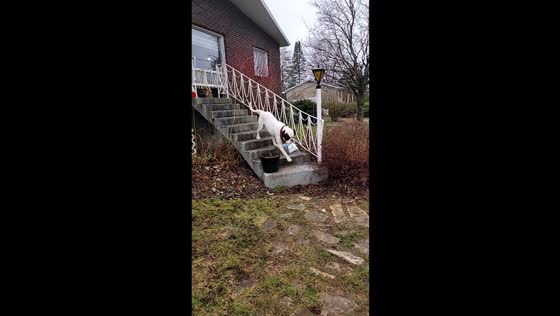 Canadian doggo plays fetch with mail