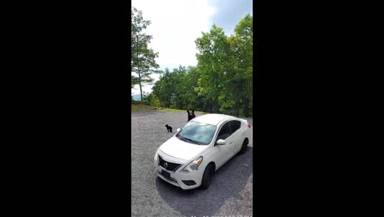 Bear and cubs caught trying to break into car in Gatlinburg, USA