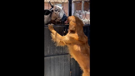 Dog and cow share affection through gate bars