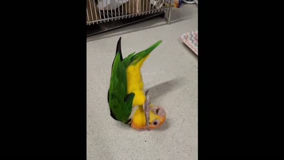 Cute parrot showed off her trick to get her favorite snack!